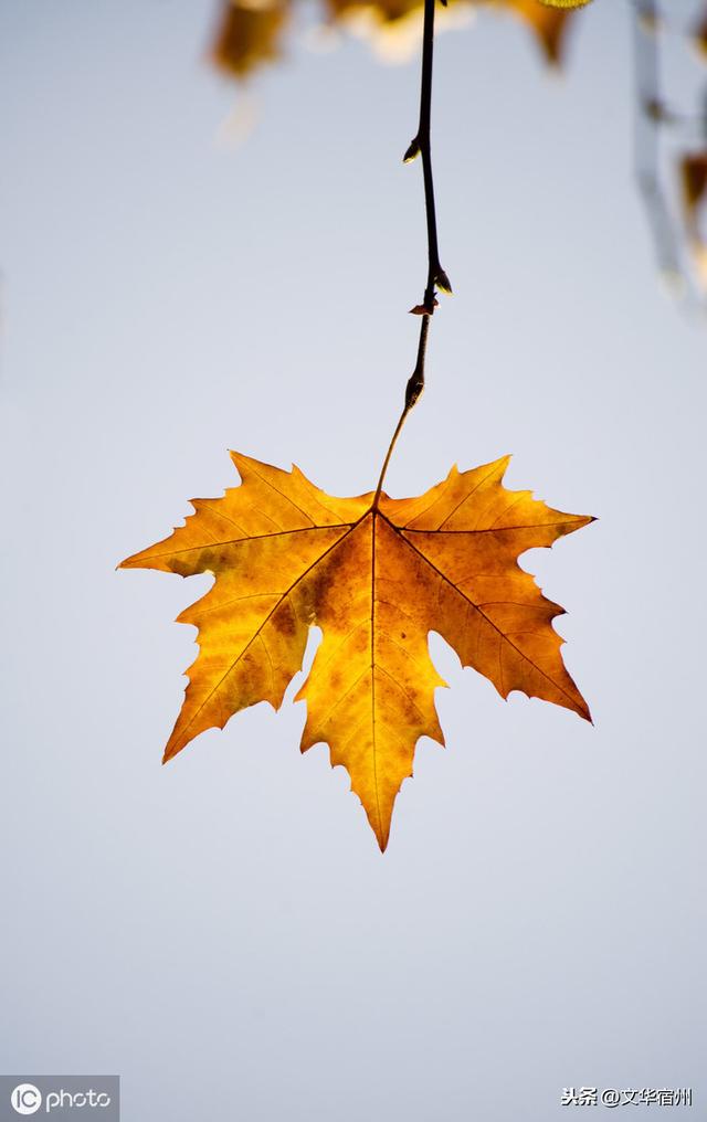 秋之韵律落叶抒怀