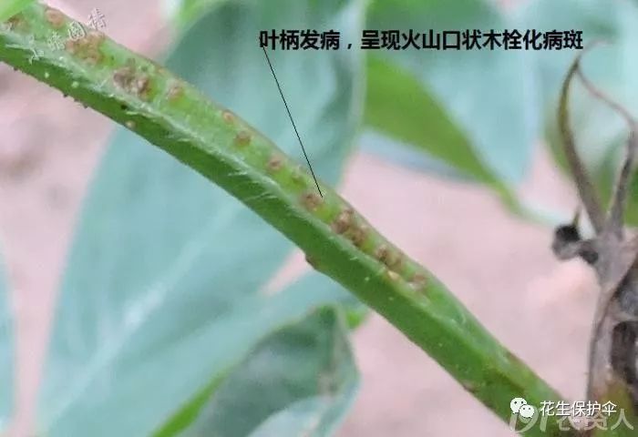 经典收藏花生卷叶咋回事内含图谱