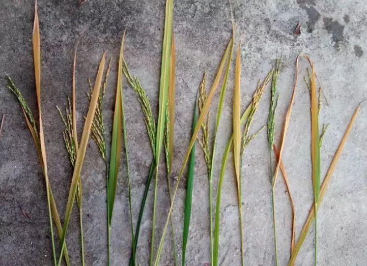 水稻缺钙的症状:首先在幼根,幼叶及生长点出现生长缓慢,严重时叶片