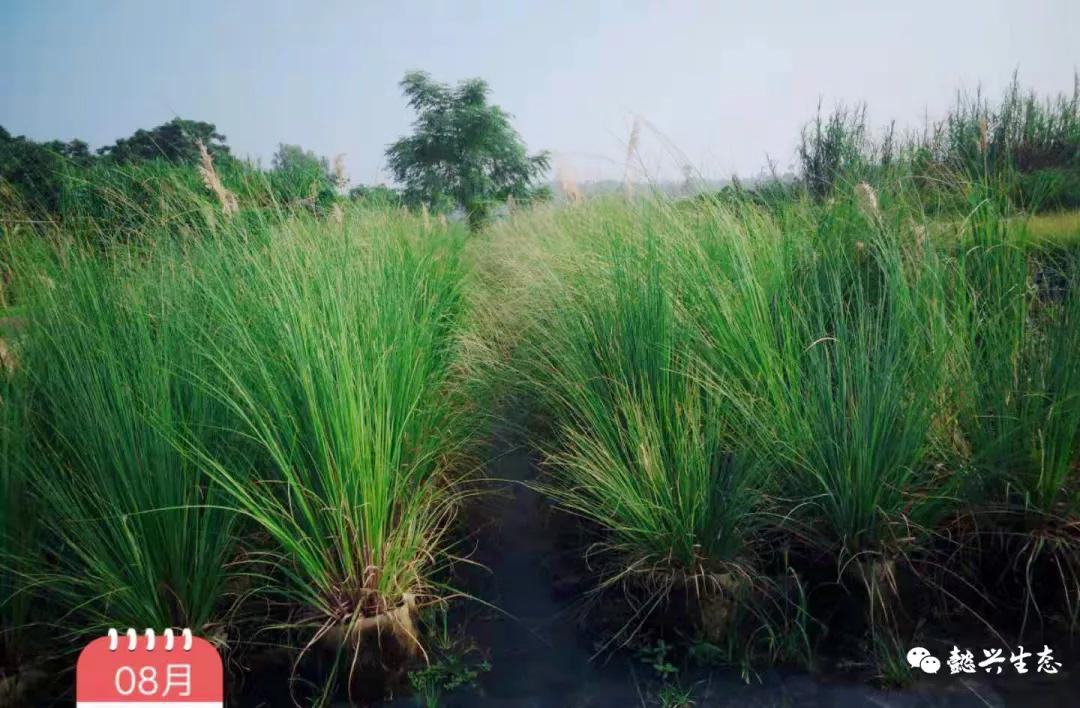 看过100个苗圃总结出来的蒲苇的种植要点
