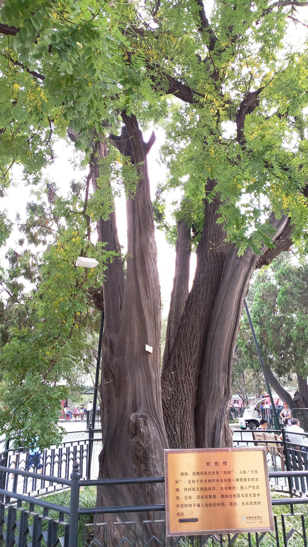 天坛公园树龄最大的树图片