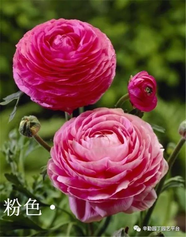 预定球类花毛茛