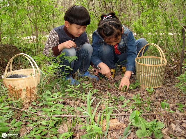 房前屋后摘野菜,做法独特,你都吃过吗?_叶子