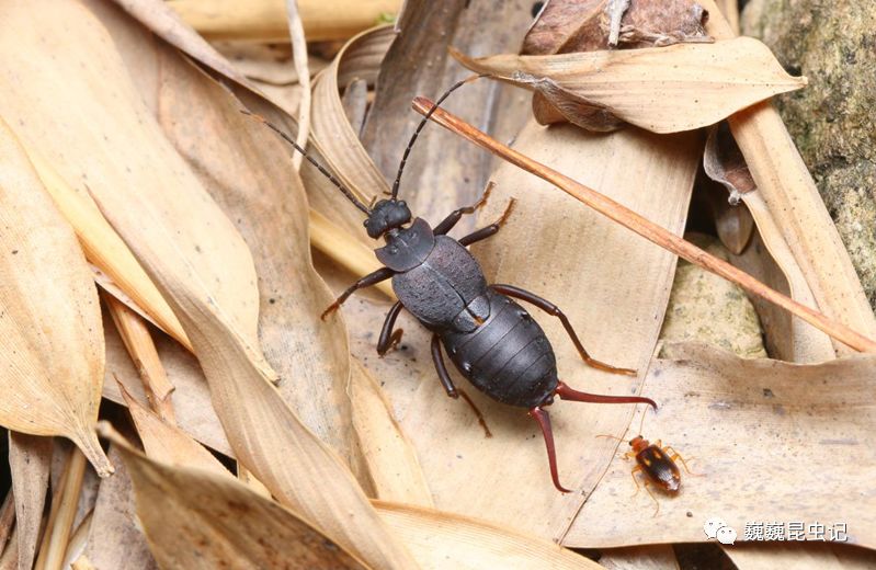 同样强壮的日本优蟋螽似织螽蹲在石头上的武夷湍蛙游走在石壁上面的一
