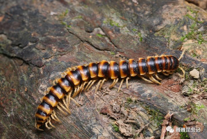 【虫出江湖】天目半日游_马陆