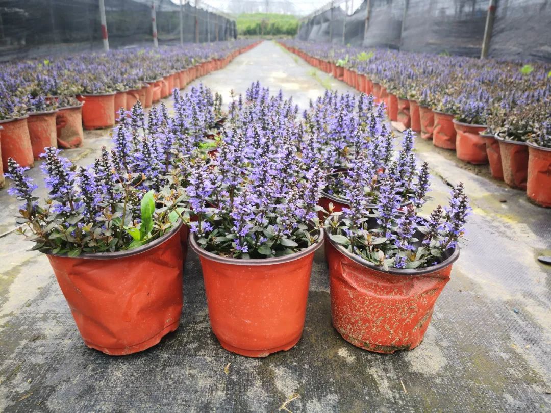 2019长兴花木大会新优品种展参选品种——日本多花筋骨草