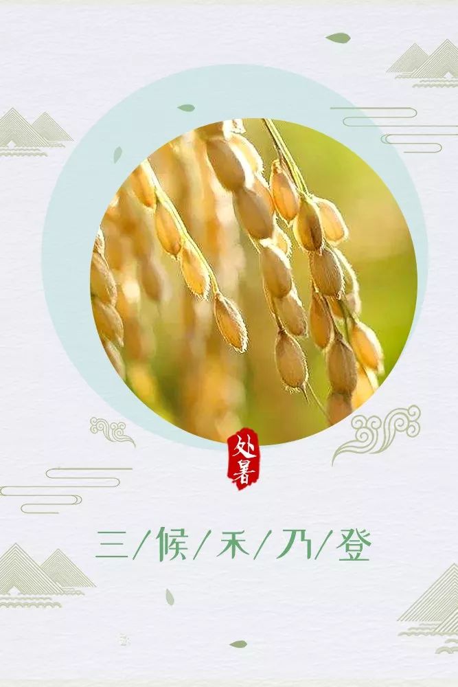 今日处暑晚风渐凉有你心暖这些禁忌要知道