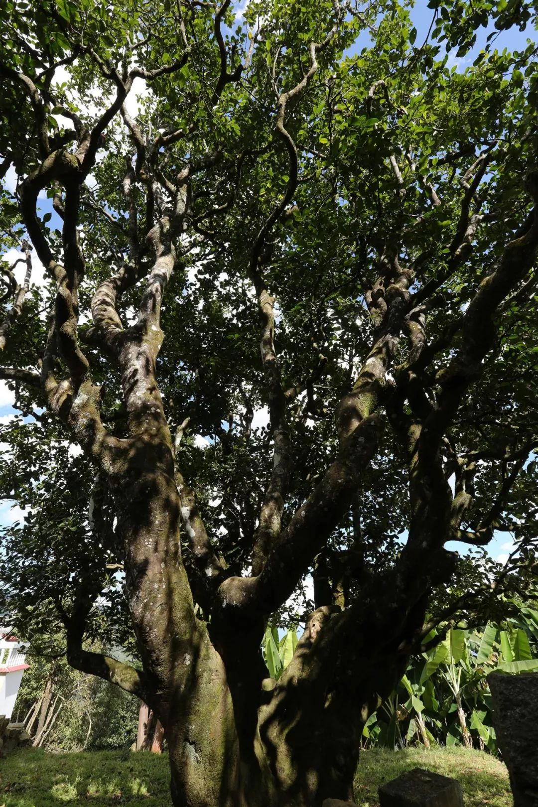 二嘎子茶树王 苏文伟 摄▲冰岛茶山 杨光翠 摄 临沧"四小龙-被称为