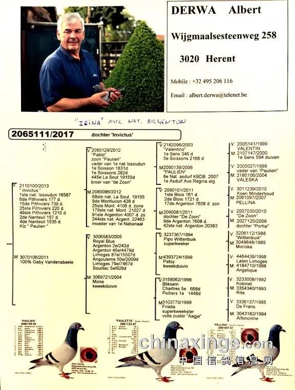 亚精顿ii集鸽28万羽创新高往届冠军重温