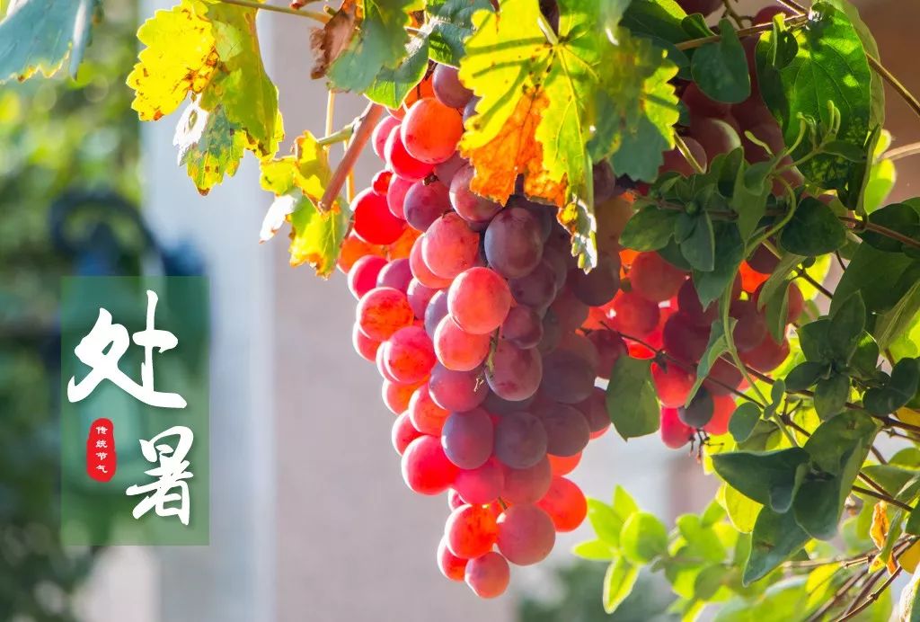 王庆华摄刚出伏又迎处暑,最美人间处暑秋.处暑,秋季的第二个节气.