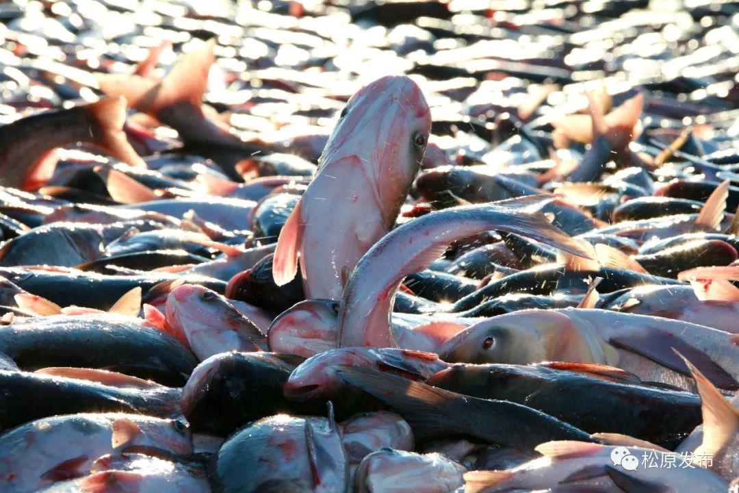 人民日报聚焦查干湖好生活年年有鱼