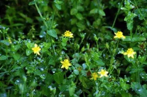 每日养肝 |农村这种野草叫"一钱金", 养肝护肝,你可识得_草药