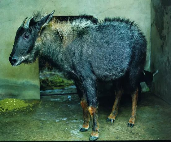 【神奇动物在中国·第7讲】传说中的四不像_鬣羚