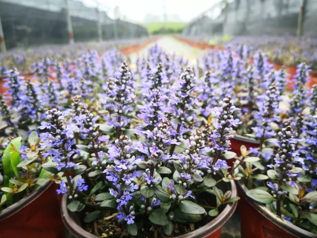 2019长兴花木大会新优品种展参选品种——日本多花筋骨草