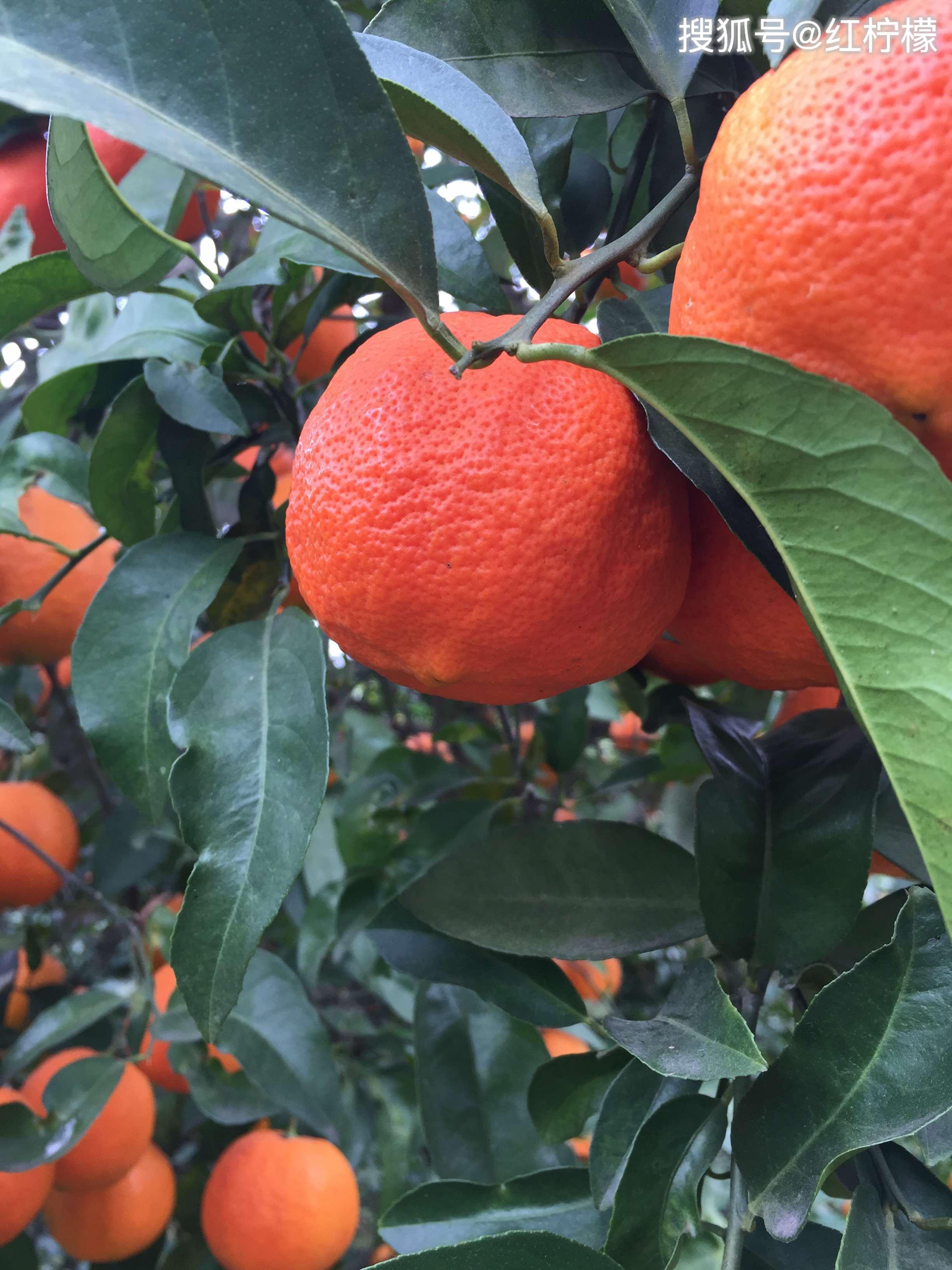 中国红柠檬种植开创者熊晓梅的坚守12年红柠檬培育之路