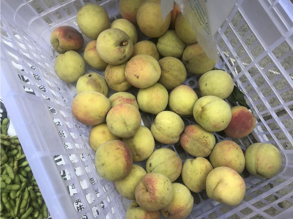 本地黄桃,很脆很甜的,2-3元1斤杨桃3-5元1斤本地梨儿,1元1斤红李子10