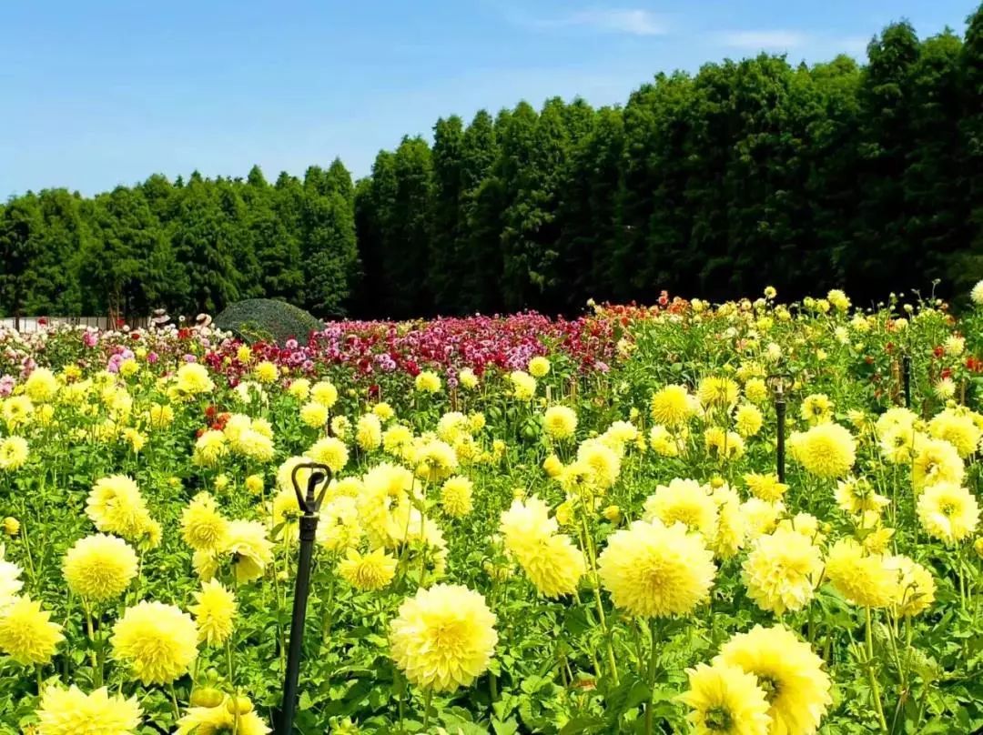 玩转度假区 | 大丽花海 芳菲竞秀 万千芳华_的花海