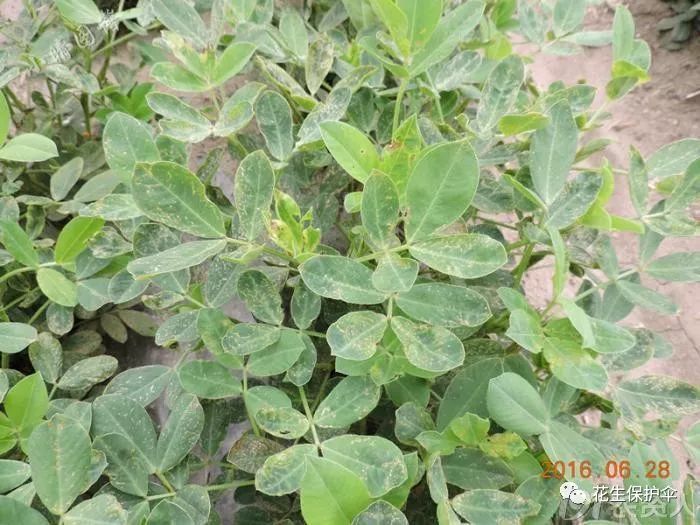 经典收藏花生卷叶咋回事内含图谱