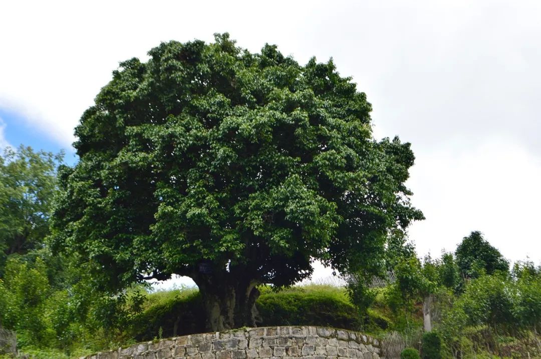 临沧茶,尊天下(上)_茶树