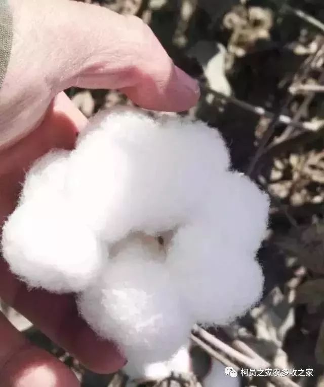 脱叶剂篇棉花脱叶剂怎么选脱叶剂适宜喷施的停水期建议及喷完落叶剂还