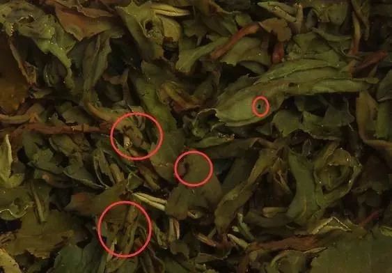 泡完的茶叶不要丢, 仔细看能看出茶叶好坏!