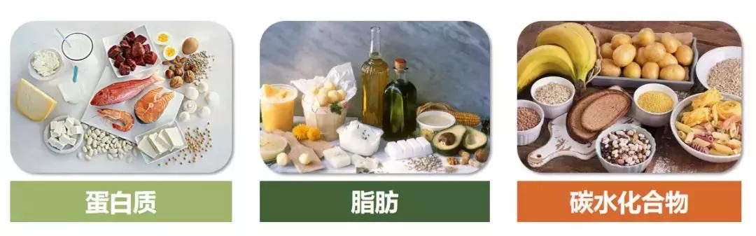 什么是碳水化合物碳水化合物吃多会变胖