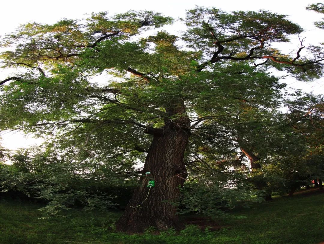 扎兰屯一棵树绿了一座城