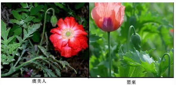罂粟花虞美人傻傻分不清楚我来教你如何辨别