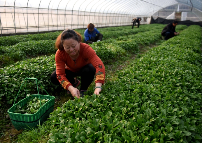 全国野菜种植基地图片