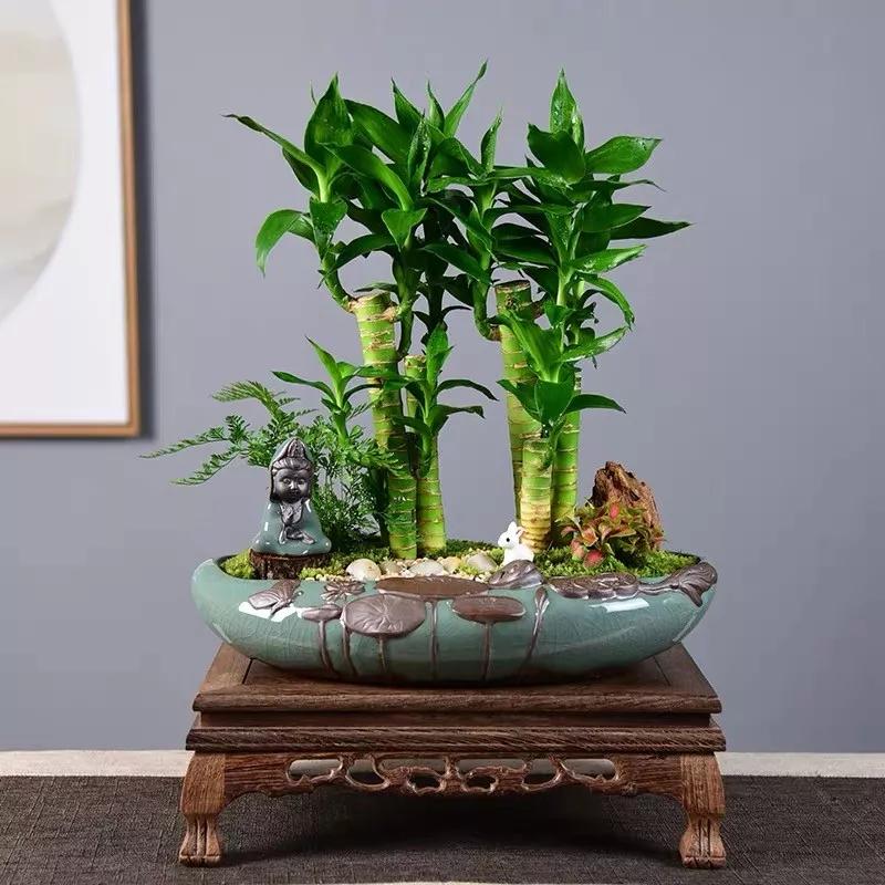 家养几盆吉祥竹家庭和睦富贵又长寿