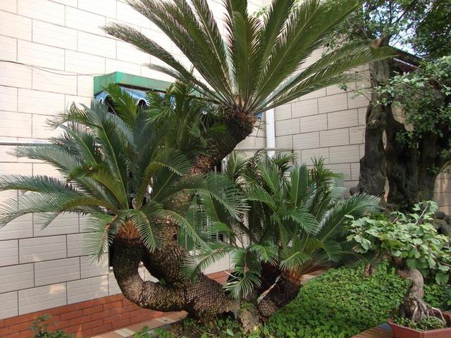 原创大株铁树十分养眼花市捡点铁树种回家自己养出高价值盆景