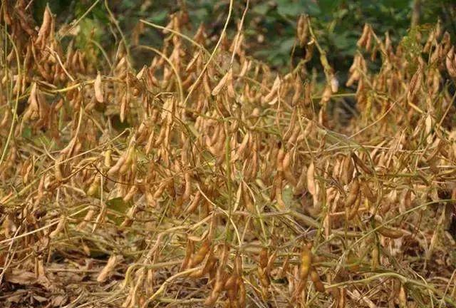 大豆易倒伏怎麼辦學會這6招大豆畝產500斤很正常