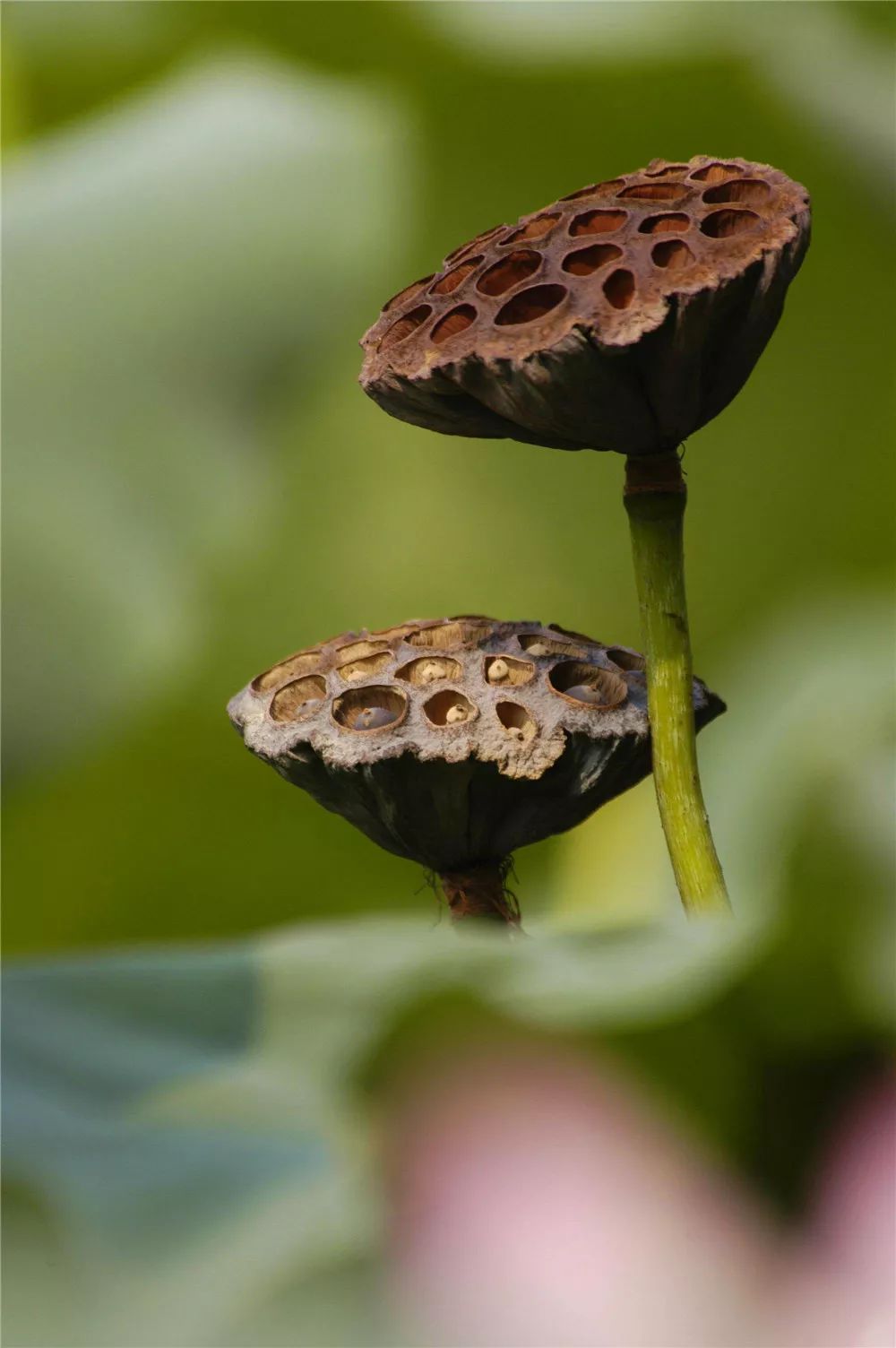 廿四节气今日处暑出暑读秋