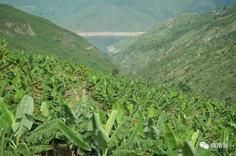 啊火焰山能长出一大片芭蕉林