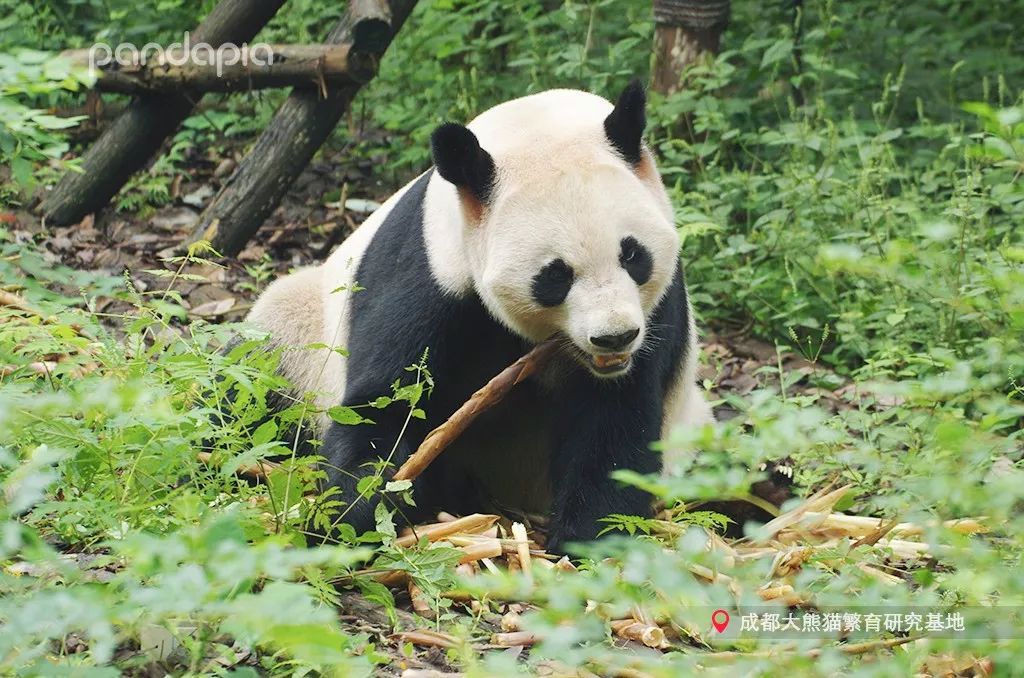 一位无比精致又可爱的男熊猫--迎迎