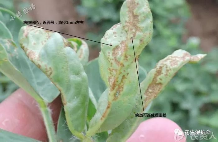 经典收藏花生卷叶咋回事内含图谱
