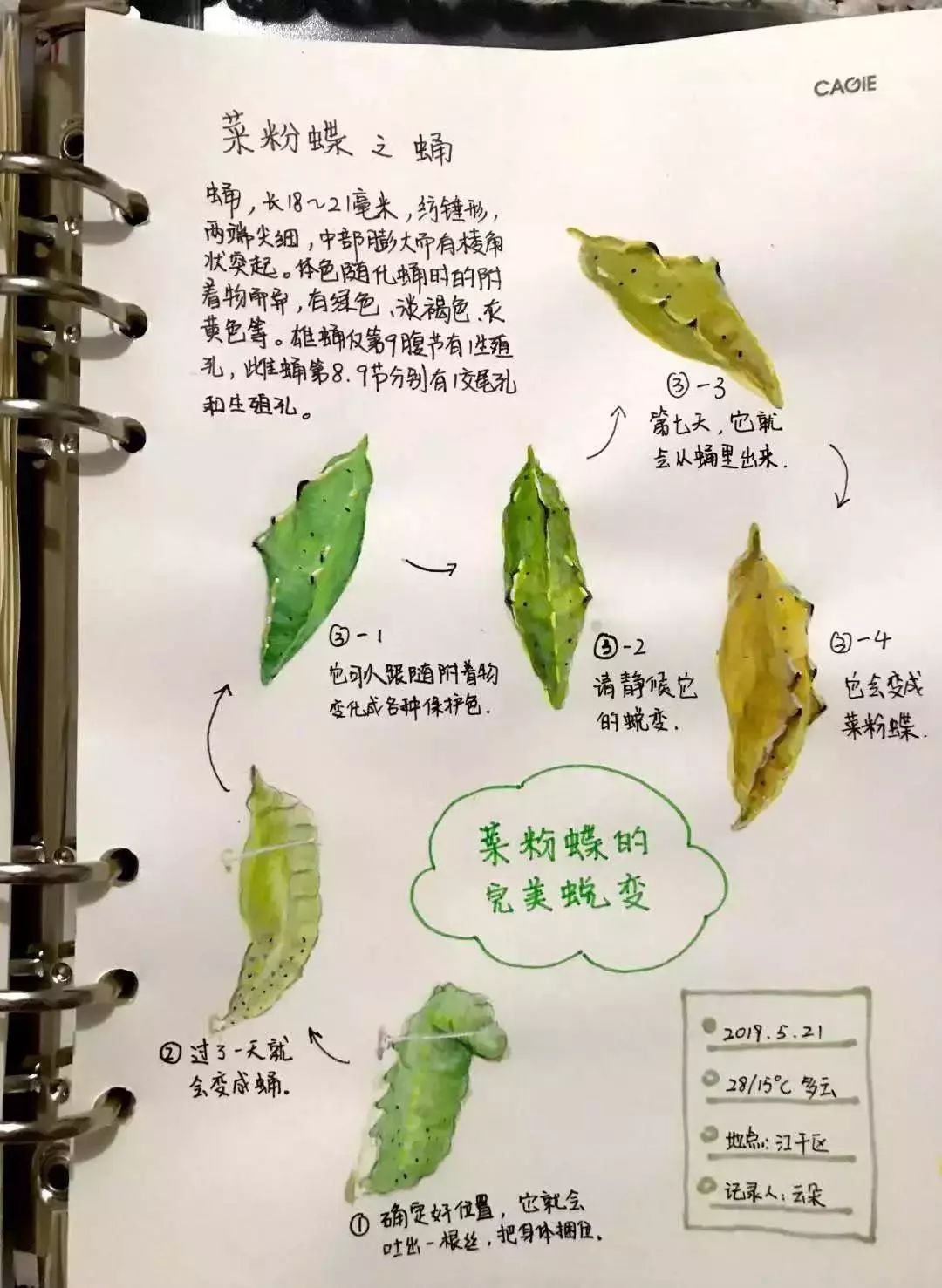 从满眼荒芜到硕果累累社区农园100天变身记