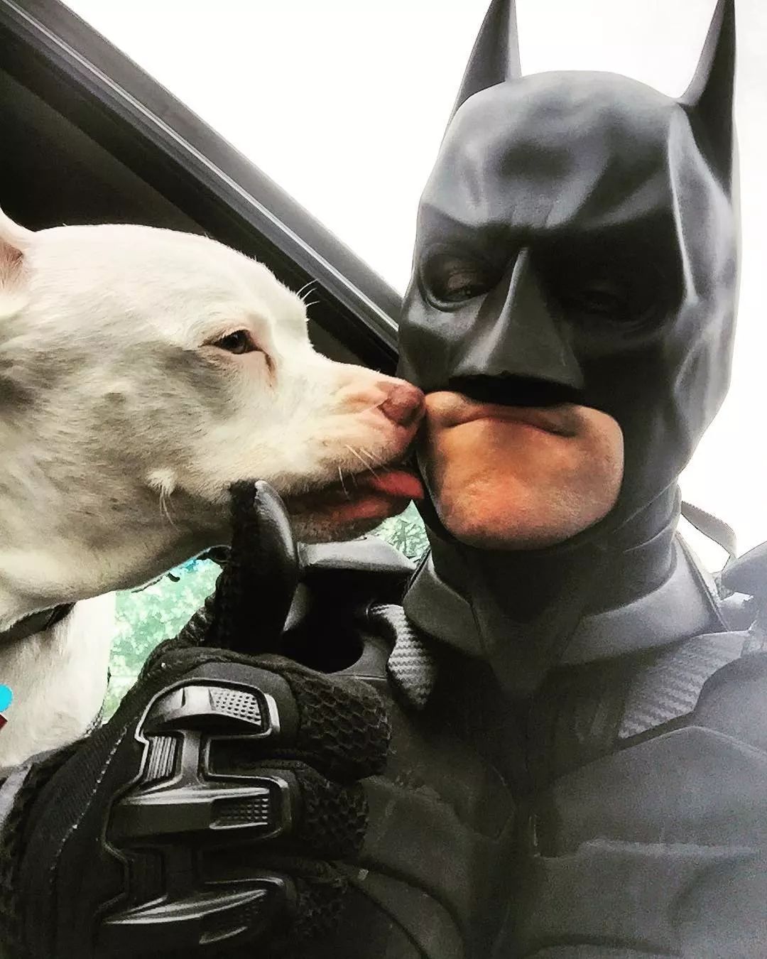 狗狗刑场获救带它重生的竟然是蝙蝠侠