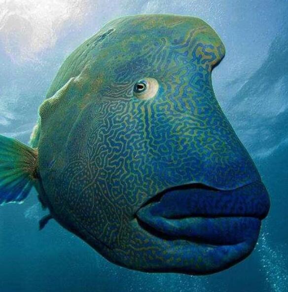 图片来自网络 曲纹唇鱼是世界上最大的珊瑚鱼类