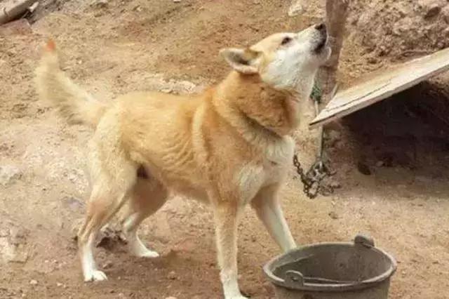 农村土狗颜值低你看过这5种狗就不会这样说了