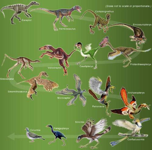 主流观点认为鸟类的直接祖先是一种小型恐龙