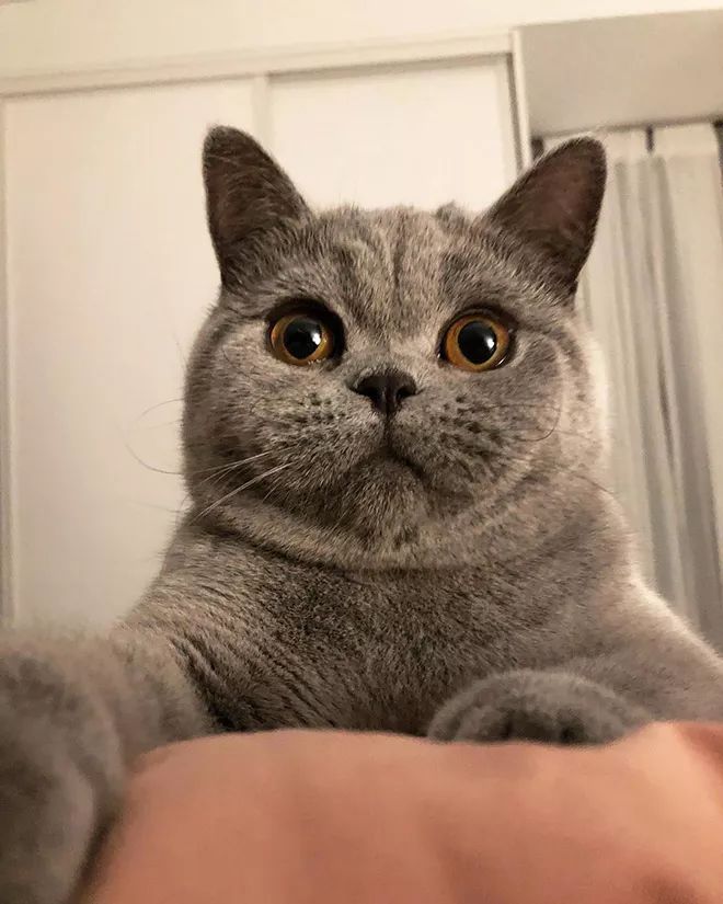 胖出双下巴的喵星人太可爱啦