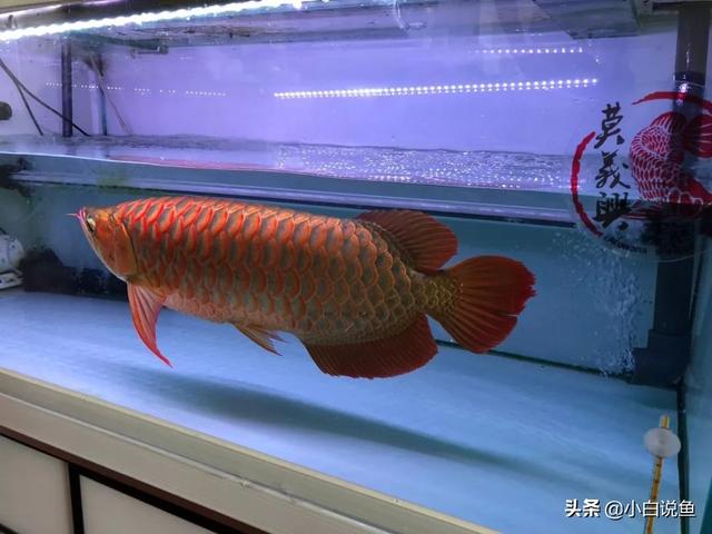 60 大尺寸红龙鱼鉴赏,90%的人都没见过