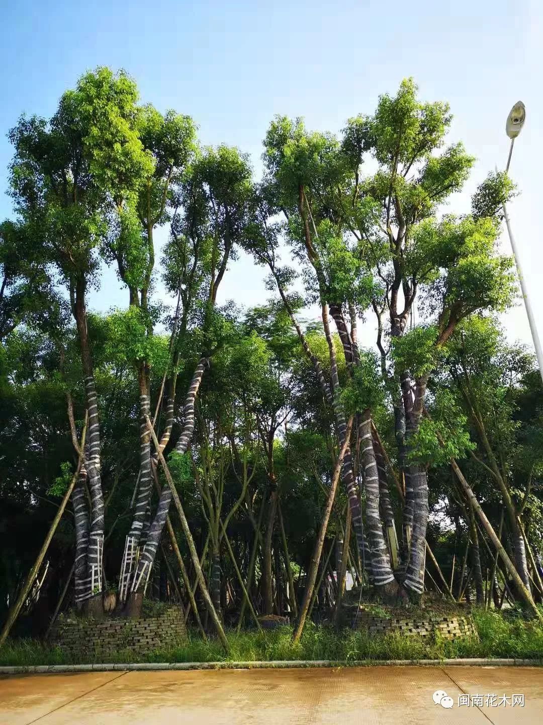 全冠香樟全冠凤凰木秋枫小叶榄仁乌桕红花继木球等移植容器苗漳州市润