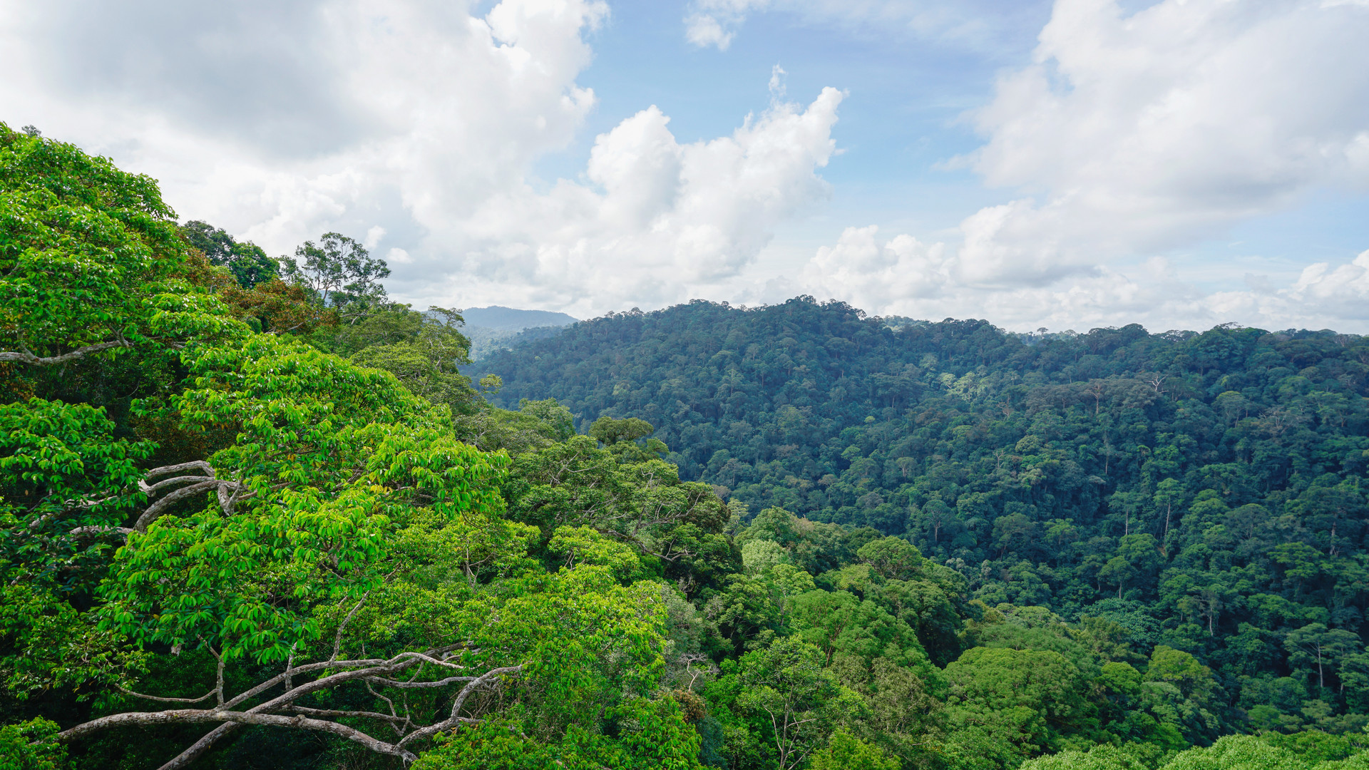 地球之肺,亚马逊雨林还能被摧残多少年