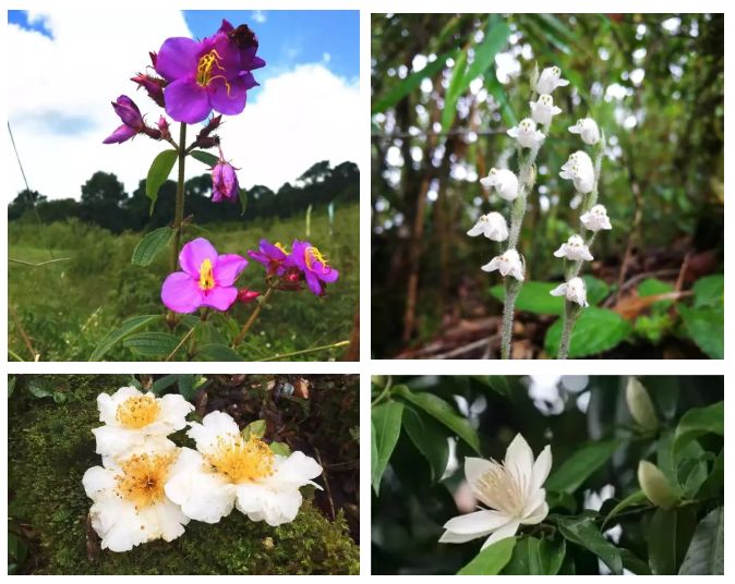 研學遊不得不去的天然植物園 —— 南北動植物走廊高黎貢山