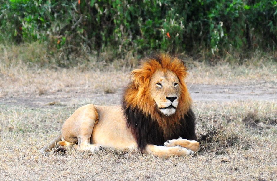 刚果狮刚果狮雄狮体重可达170-220千克,母狮也有130-160千克左右,大致