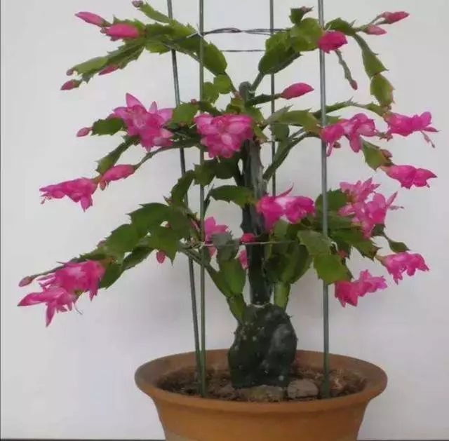 长寿花蟹爪兰马上进入生长旺季给它施2种肥长得旺开花多