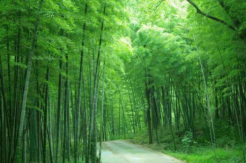 绿竹入幽径青萝拂行衣