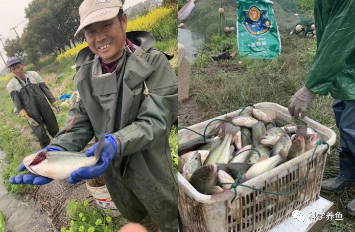 惊呆谁说不喂冰鲜养不出大鱼吴江项老板引领模式转变老口塘亩赚超3万